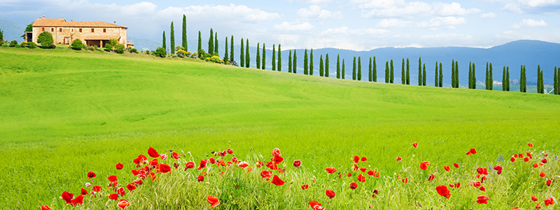 Landskap som knnetecknar Toscana, Vallmoblommor och cypresser p grna ngar.