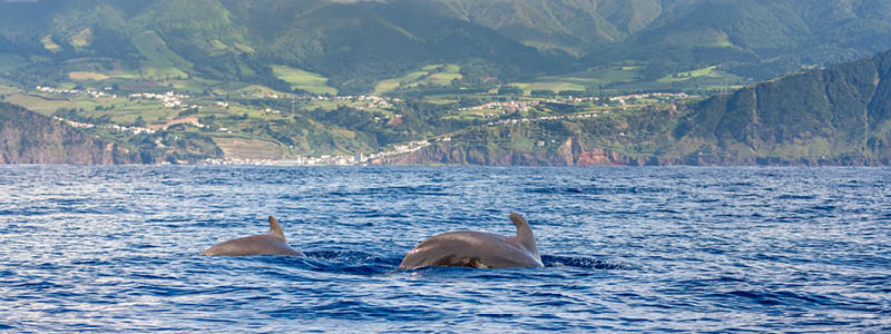 Delfiner utanfr Azorernas kust p en havssafari.