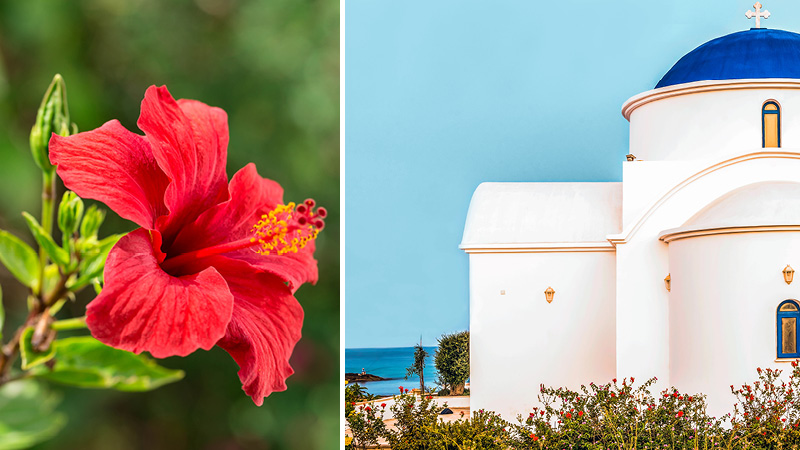 Sankt Nicholas kyrka och vackra blommor p Cypern.