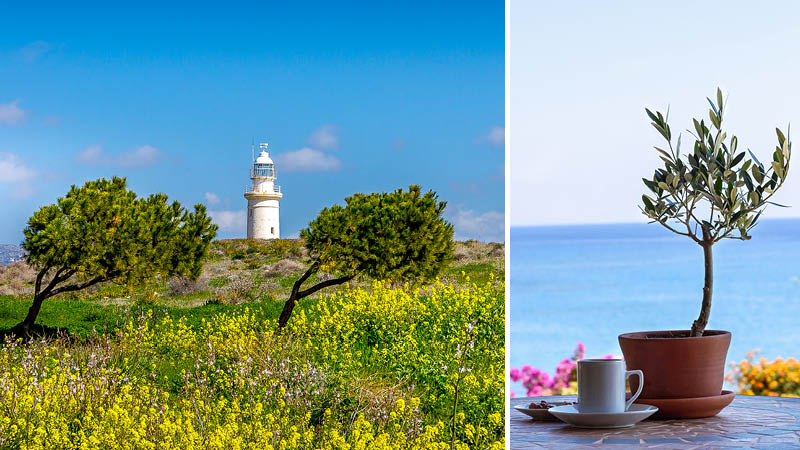 En kopp kaffe vid havet och en blommande ng p Cypern.
