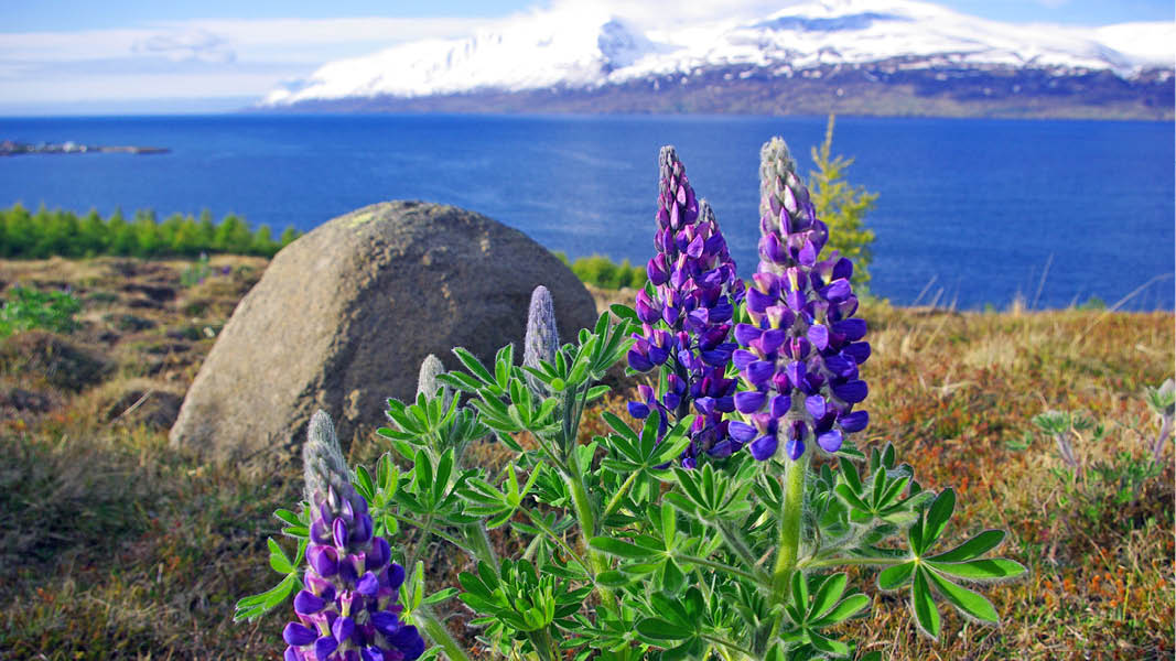 blommor p grnskande ng med sntckt berg i bakgrunden p resa till island