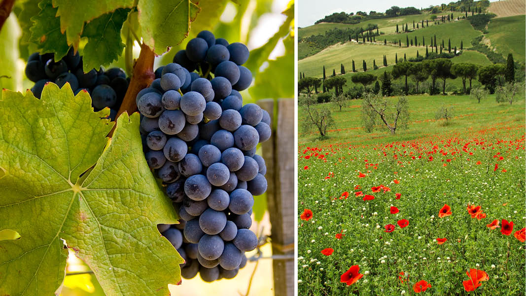 Vindruvor och vallmongar i det toskanska landskapet