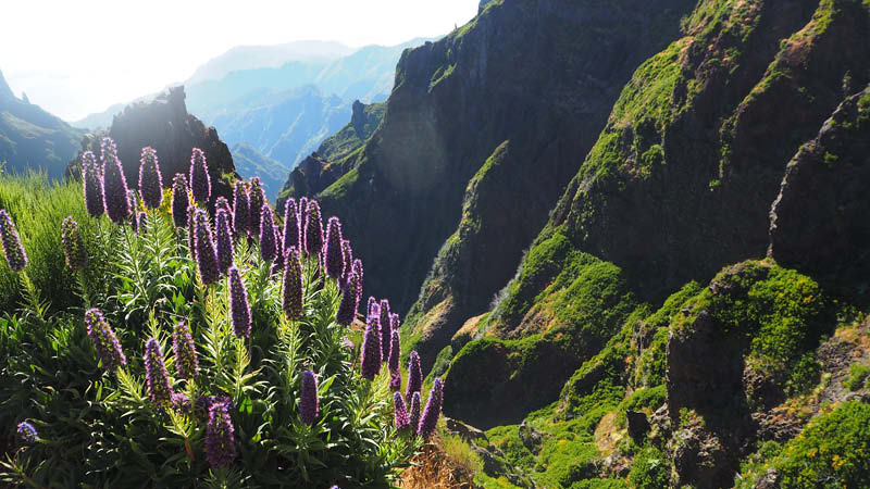 Vandring bland bergen och skogen p Madeira.