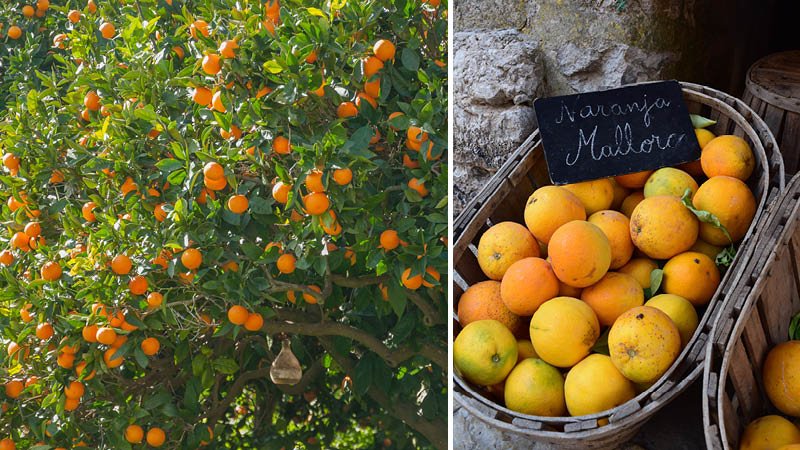 Apelsinodlingar p Mallorca