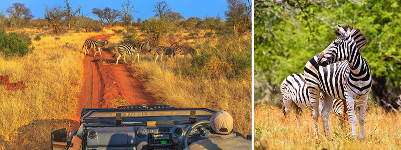 Safari med zebra i Sydafrika.