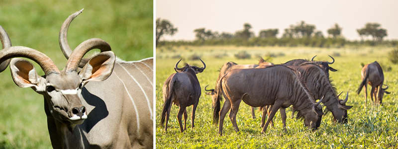 Safari med vilda djur i Sydafrika.