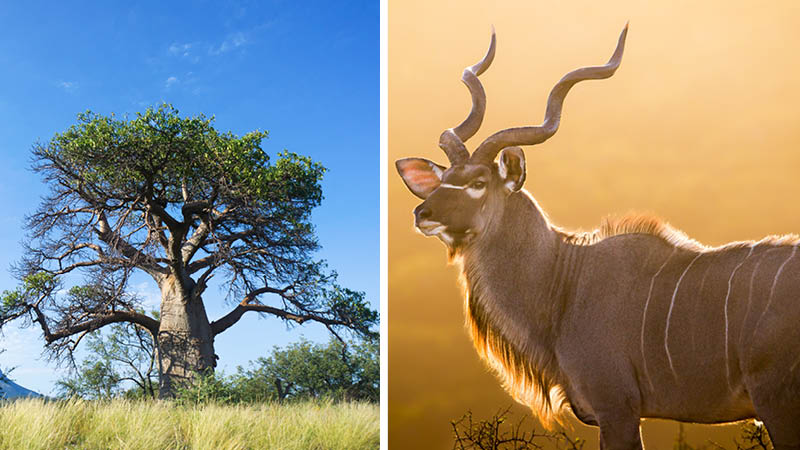 Ett stort träd i bushen i Sydafrika och ett exotiskt djur.