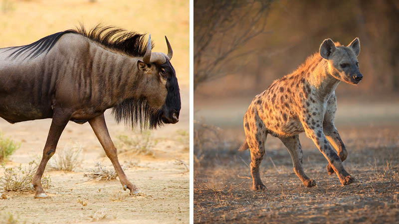 Exotiska djur under en safari i norra Sydafrika.