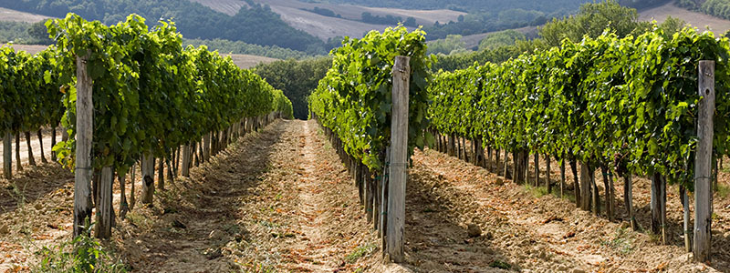 Vinplantage bland ängar i Toscana, italien.
