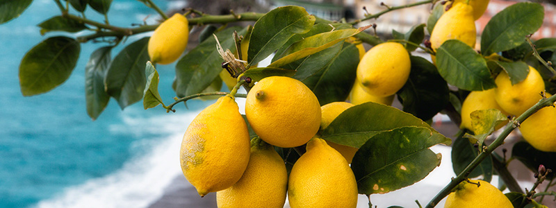 F�rska citroner fr�n citrontr�d p� Amalfikusten.