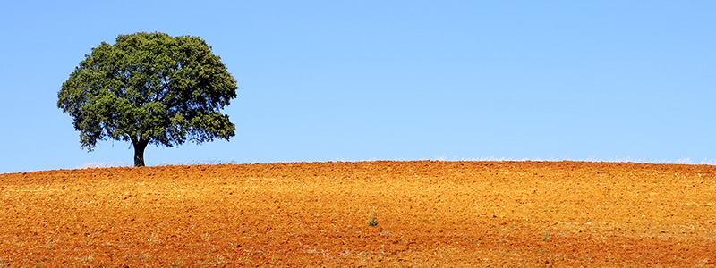 Korkträd på öppen äng i Alentejo, Portugal.