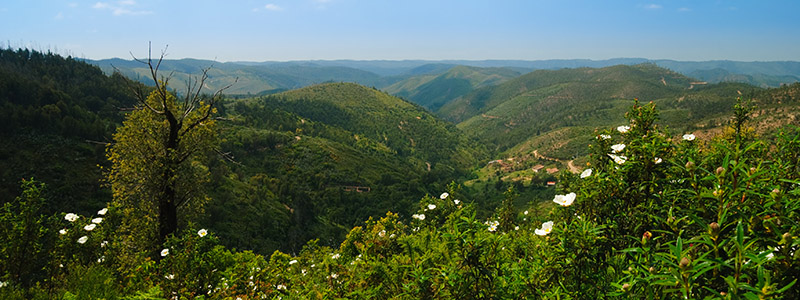 Grön natur och berg i Monchique, Portugal.
