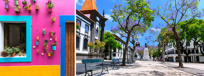 Jacaranda trd i Funchal centrum, Madeira.