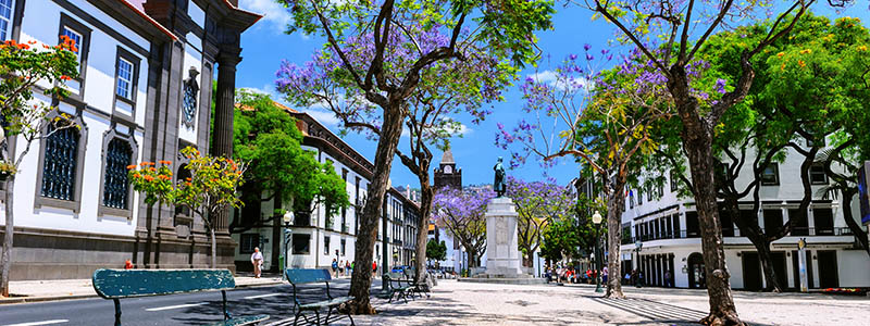 Jacaranda träd i Funchal centrum, Madeira.