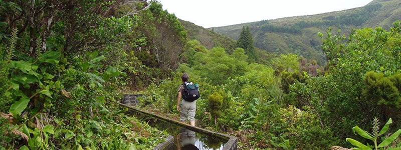 Frodig natur längs levadastigar på Madeira.