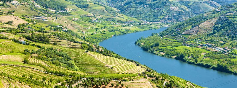 Dourodalen med floden Douro som ringlar sig mellan vinodlingarna på sluttningarna i Portugal.