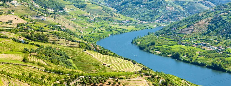 Dourodalen med floden Douro som ringlar sig mellan vinodlingarna p sluttningarna i Portugal.