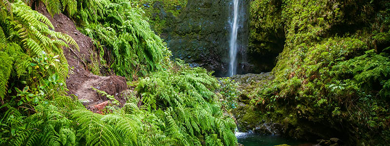 Levadan Caldeirao Verde med vattenfall på Madeira.