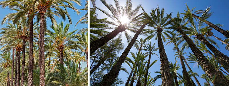 Palmer i palmlunden i Elche på Costa Blanca i Spanien.