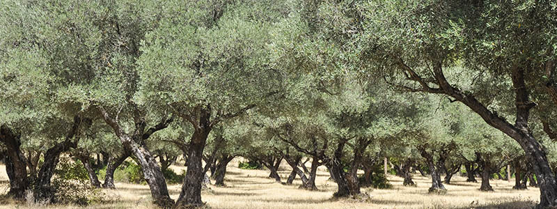 Gröna, stora olivträd på en äng i Andalusien.