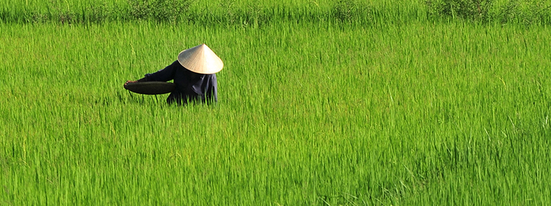 Gröna rismarker med en lokalbo i hatt i Vietnam.