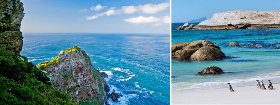 Pingviner på Boulders Beach i Sydafrika.