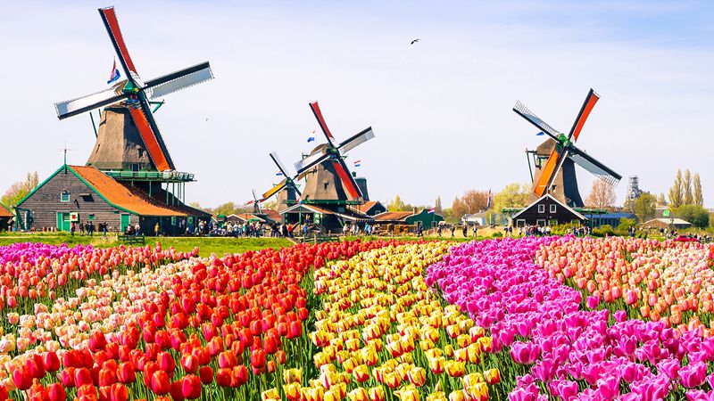 tulpanfält i färger och väderkvarnar, landskap i holland