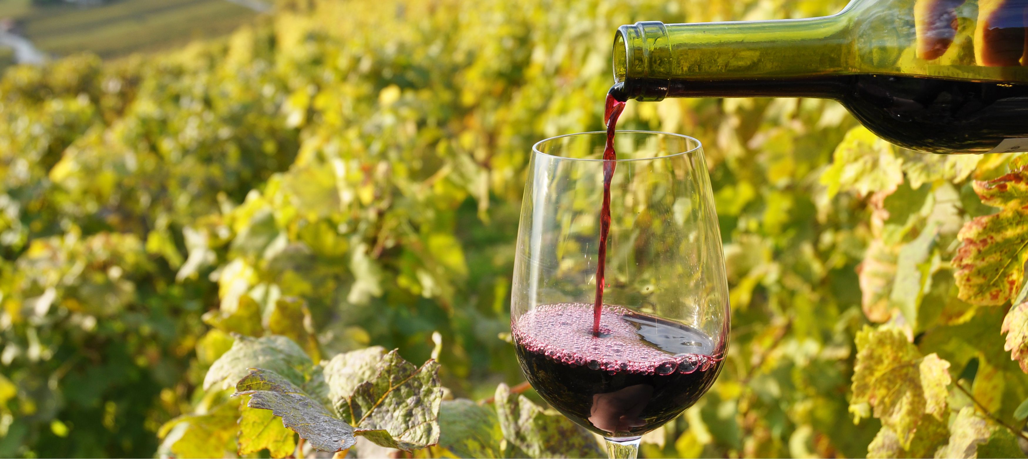 hälla upp portvin i ett glas vid en vinodling i portugal