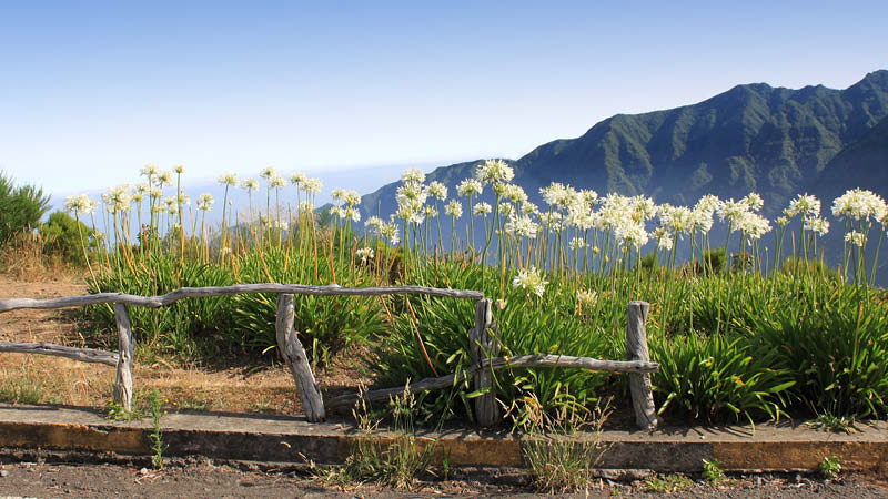 Blommor och grs med bergen som bakgrund p Madeira, Portugal.