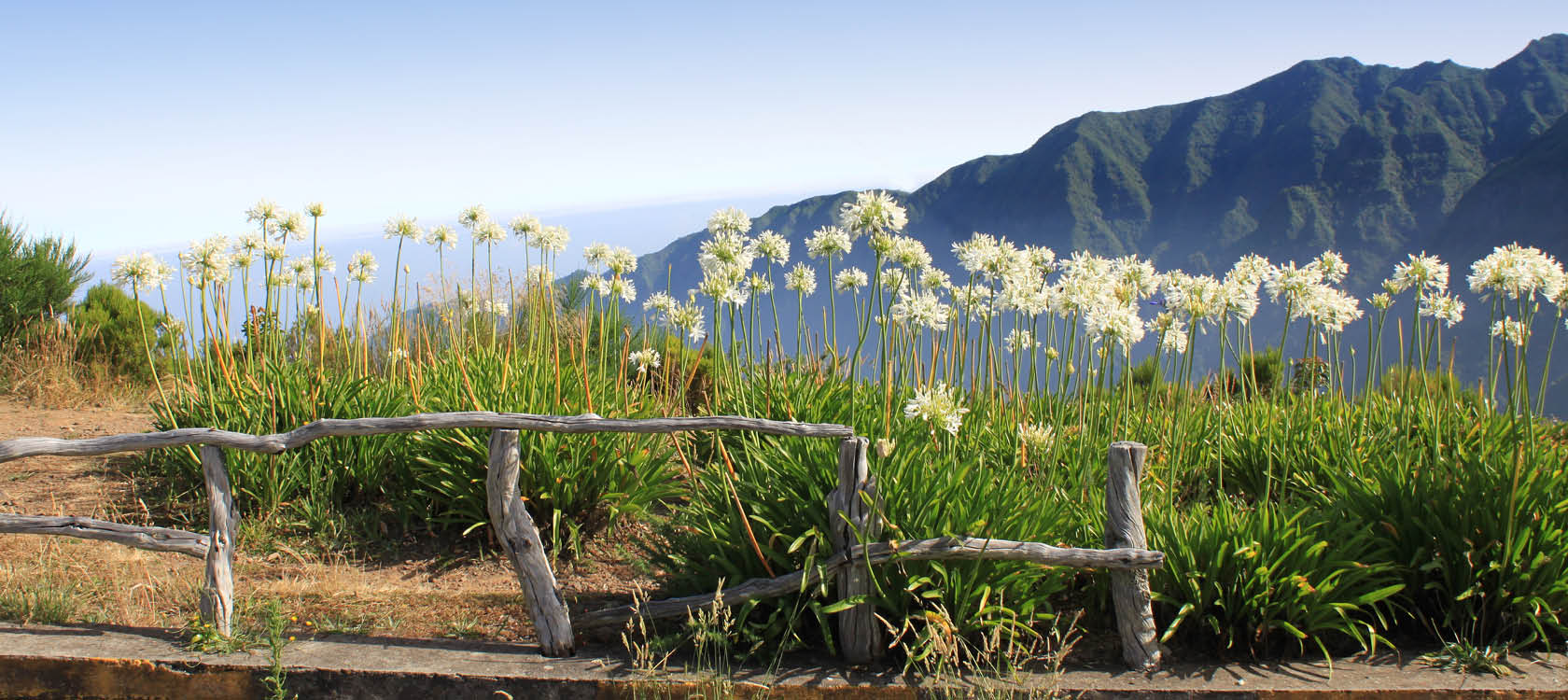 Blommor och berg p Madeira.