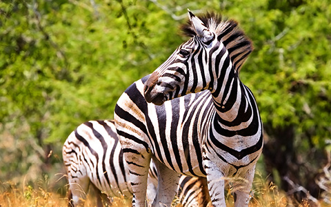 Safari i Sydafrika
