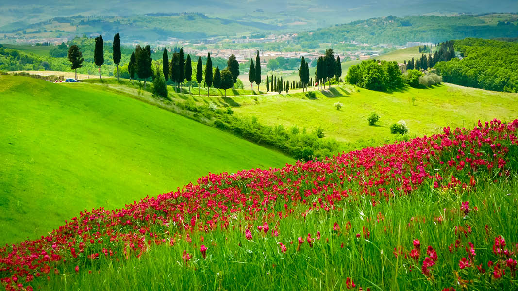 Vallmoängar och cypresser i ett toskanskt landskap