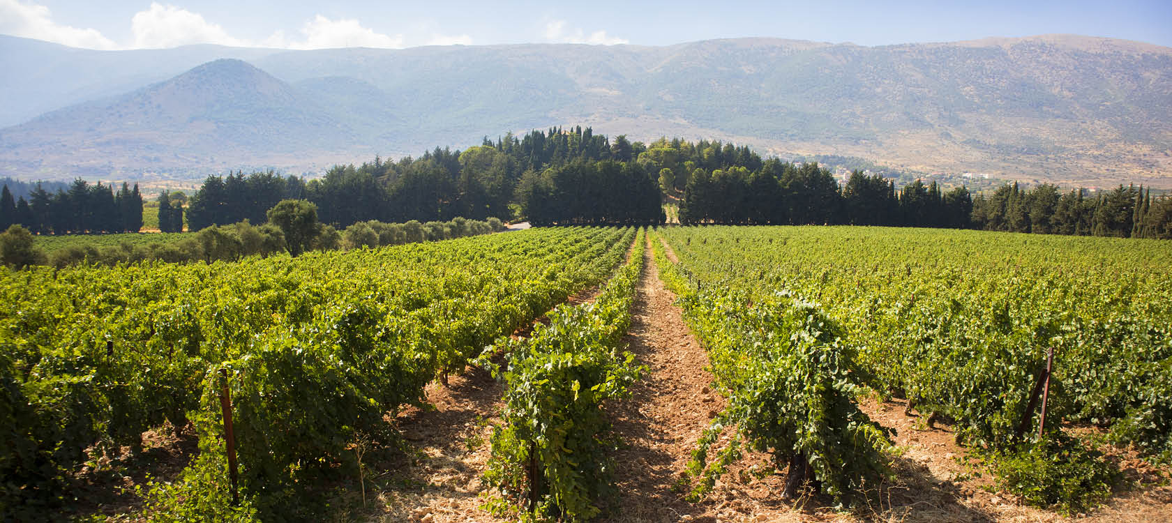 Grna vinmarker i Libanon.