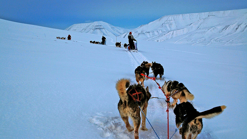Hundsläde över snön på Svalbard.