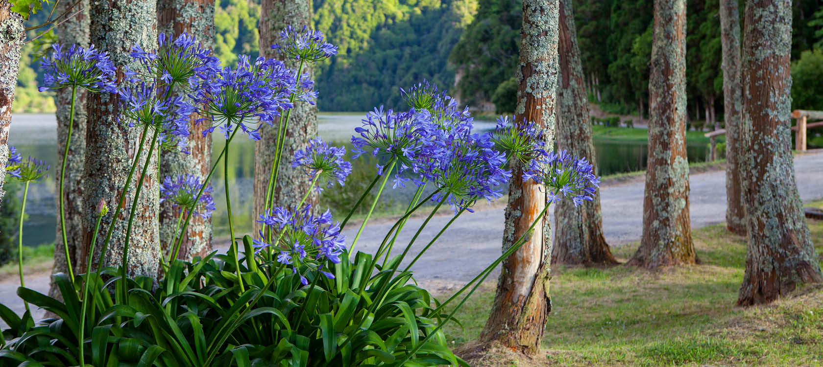 Blommor p Azorerna, Portugal.