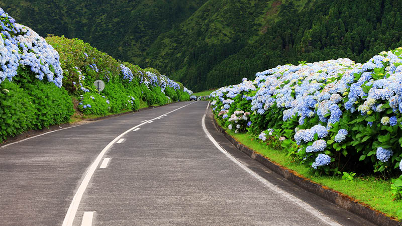 Hortensior i blå färg utmed vägarna på ön Azorerna.