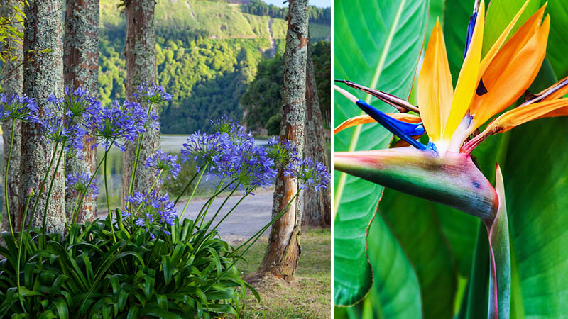 Hortensior i blå färg utmed vägarna på ön Azorerna och färgglada blommor på Madeira.