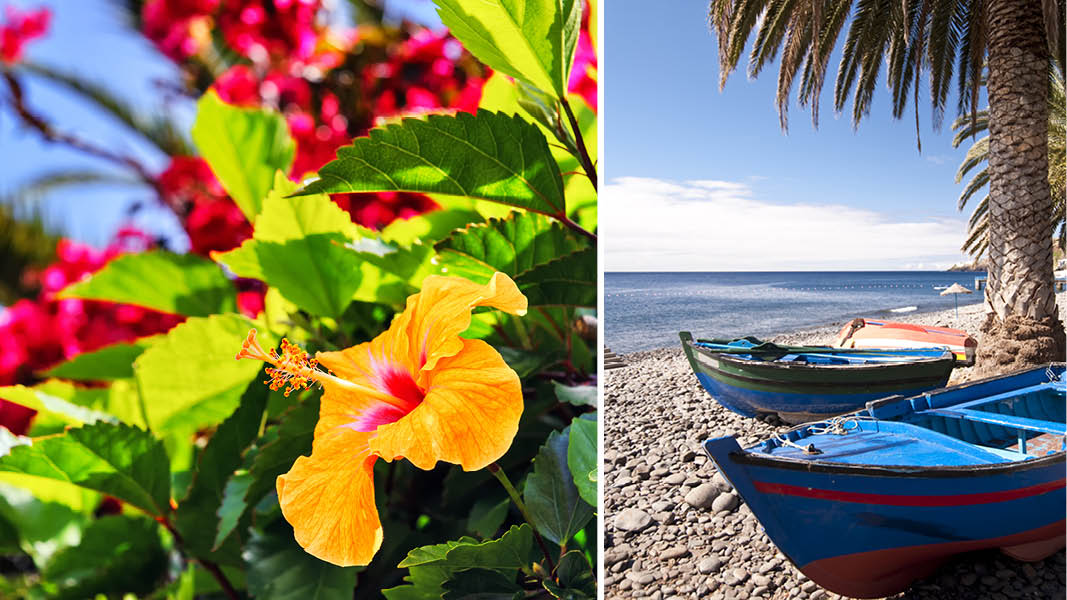 upplev madeira i 3 veckor och njut av frggranna blommor och hav