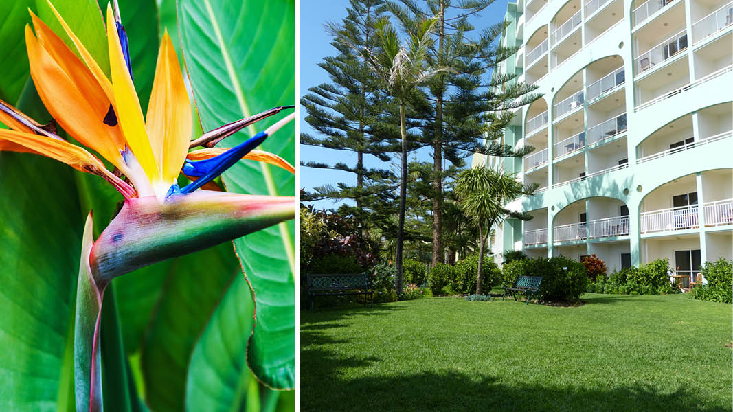 Vxtrik natur, trd och Madeiras nationalblomma utanfr hotellet Pestana Ba p Madeira.