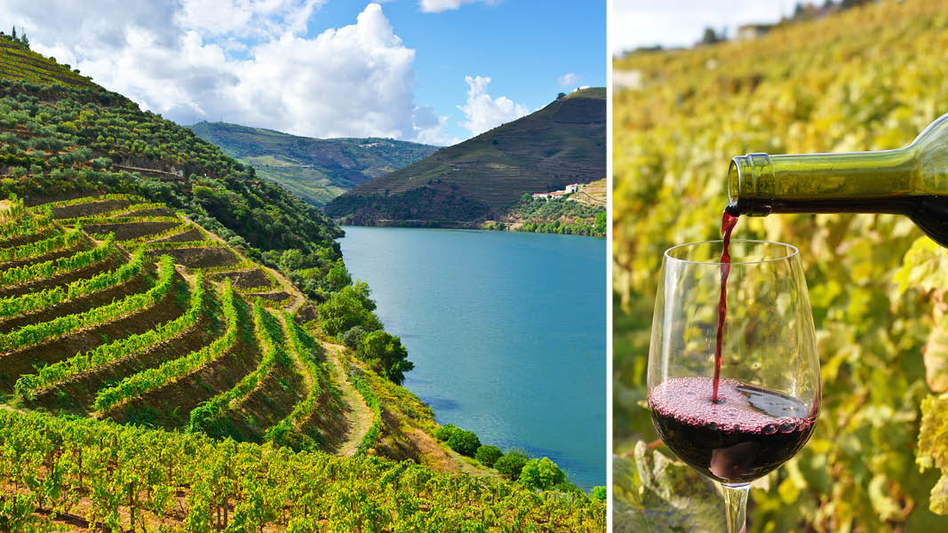 Vinodlingar på sluttningarna och portvin i den frodiga Dourodalen i Portugal.