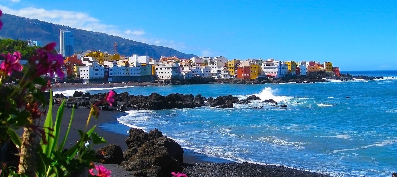 rosa blommor och vgor vid stranden p teneriffa